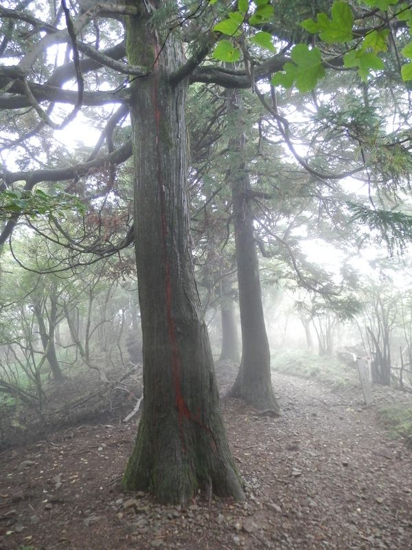 大山 -- 表参道二十四丁目に大きな杉の木が三本