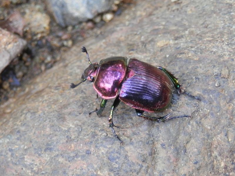 大山 -- おお、オオセンチコガネだ