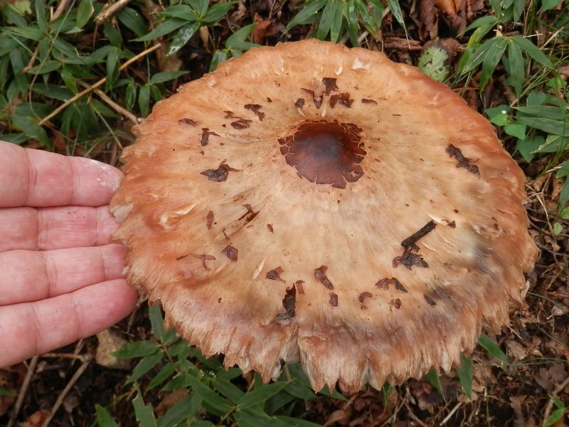 大山 -- このキノコ、でかいぞ