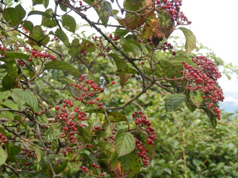 大山 -- ガマズミの実