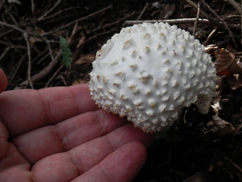 大山 -- お菓子みたいなキノコ