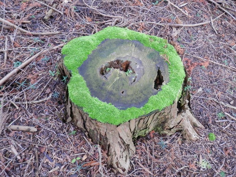 大山 -- ベルベットのような縁取りのある切り株
