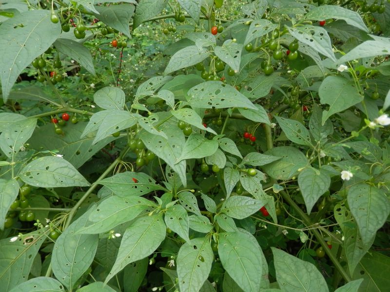 大山 -- ハダカホオズキ