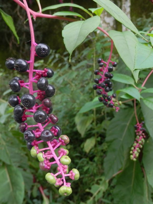 大山 -- ヨウシュヤマゴボウ