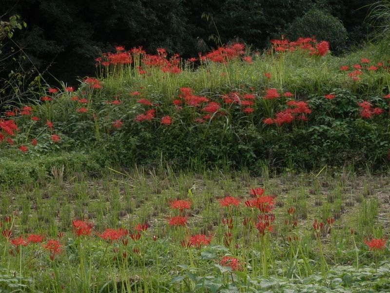 大山 -- 日向薬師のヒガンバナは咲き始めだった
