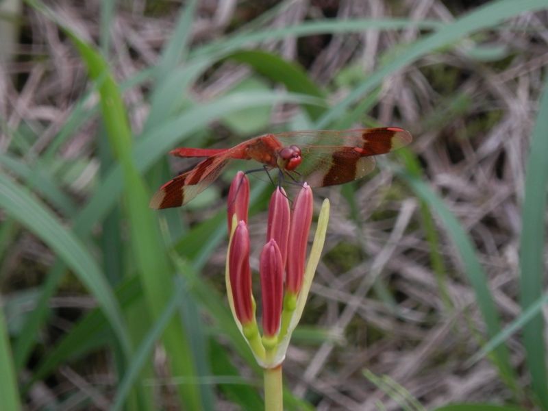大山 -- ミヤマアカネとヒガンバナ