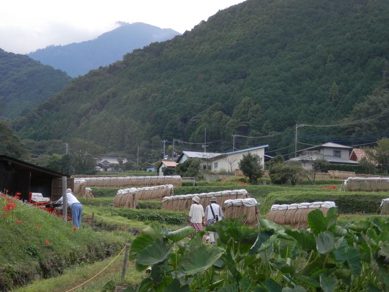 大山 -- 大山をもう一度