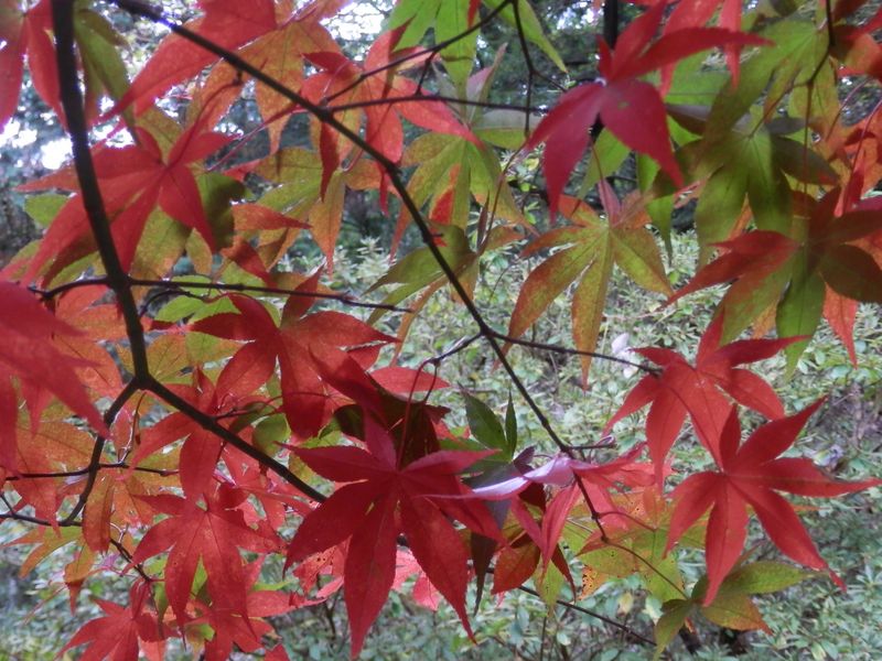 植栽の紅葉は紅い
