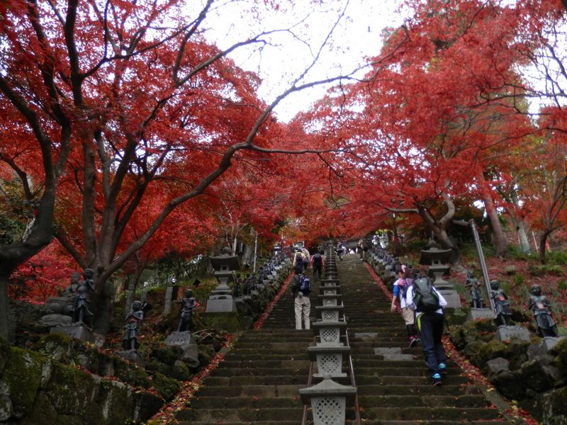 大山寺参道の紅葉は終盤