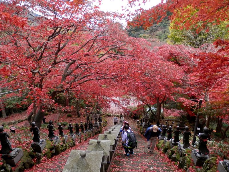 大山寺参道の紅葉（上から）