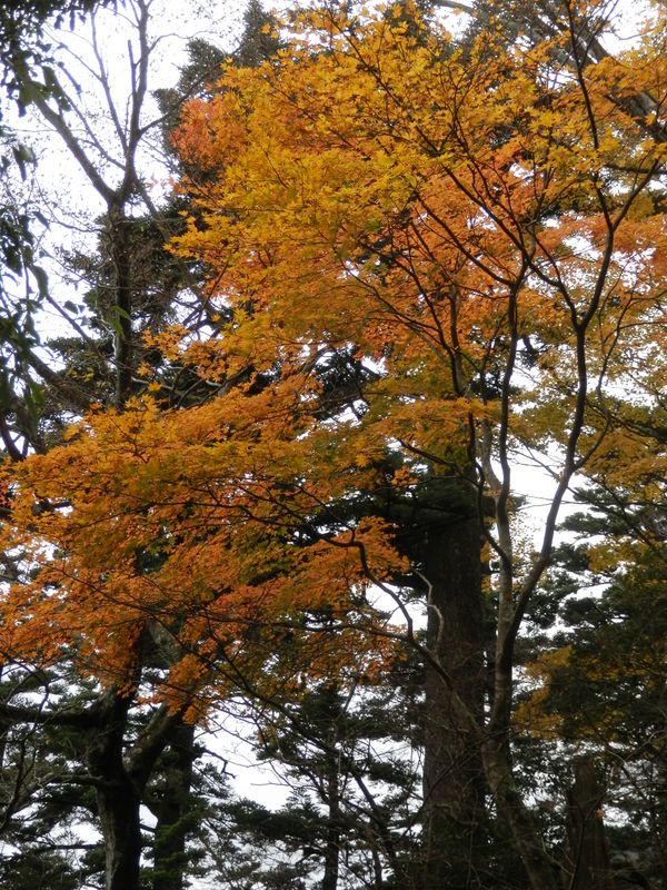 堂々たるモミと、黄葉のモミジ