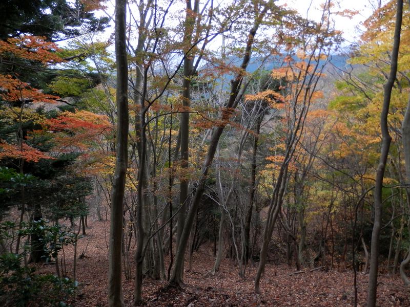 梅ノ木尾根は、このあたりがきれいだった