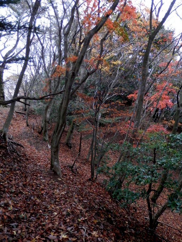 心地よい落ち葉の道