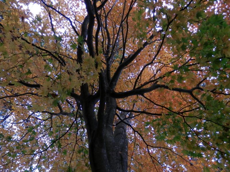 紅くはないけど、見事なモミジ"