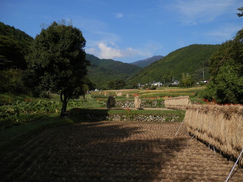 これより、ヒガンバナ見学路