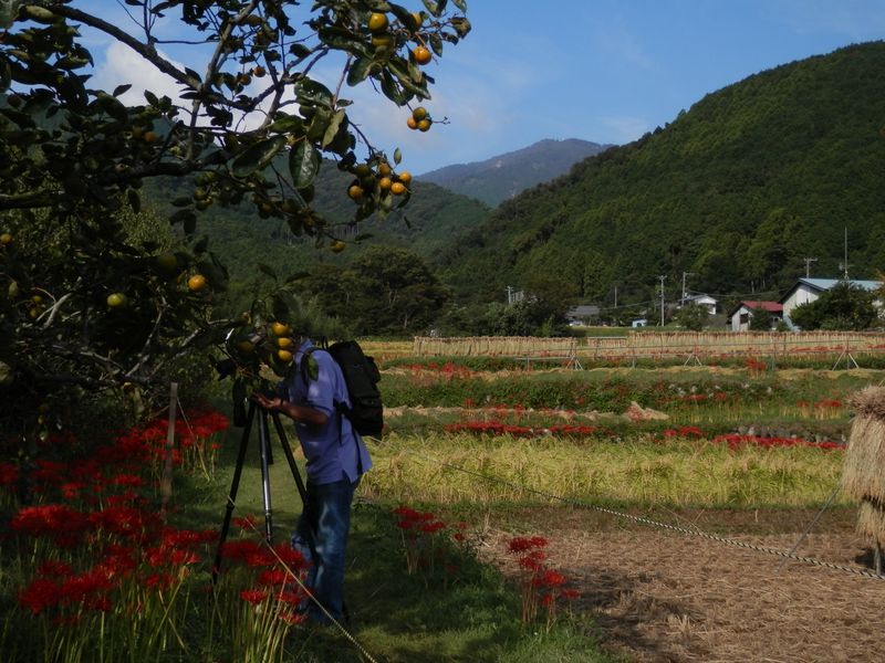 初秋の彩り（１） ヒガンバナ