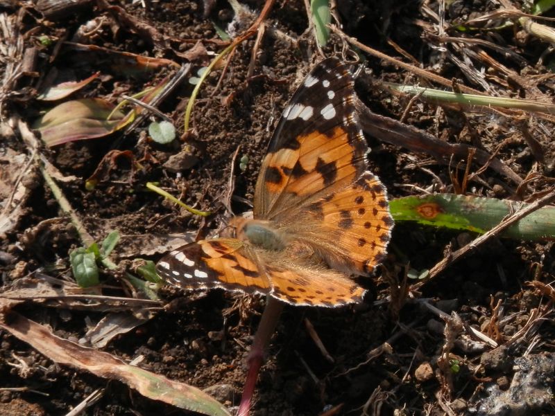 初秋の彩り（３） ヒメアカタテハ