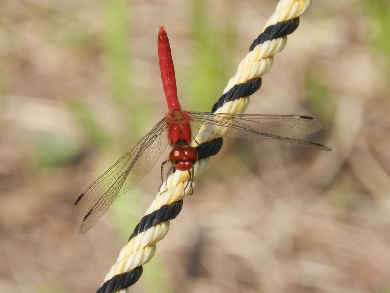 初秋の彩り（４）ナツアカネ