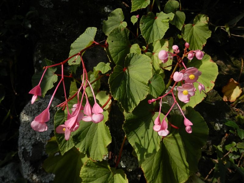 初秋の彩り（５）シュウカイドウ