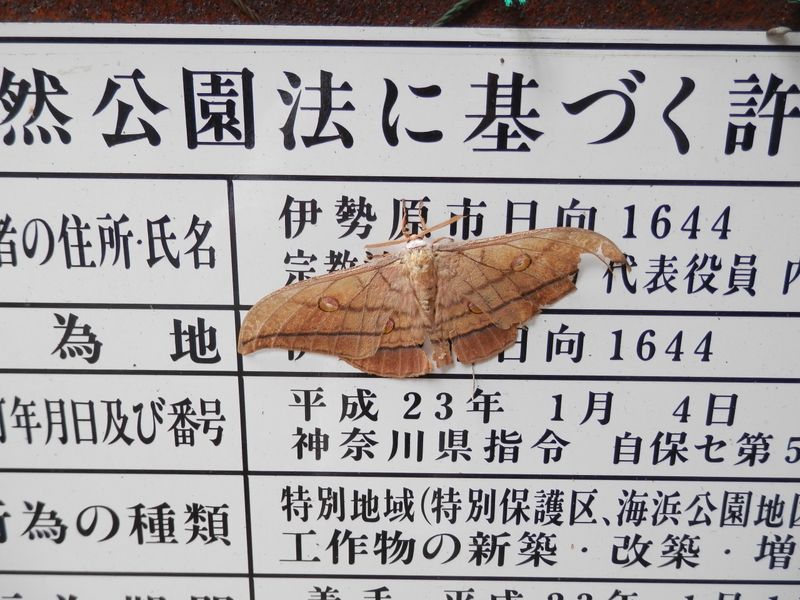 日向薬師は、平成の大改修工事中