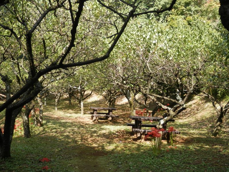 梅ノ木を見たのは、この梅林だけだった