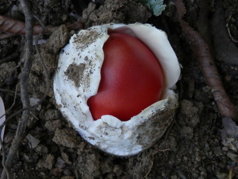 タマゴタケの白身と赤身？