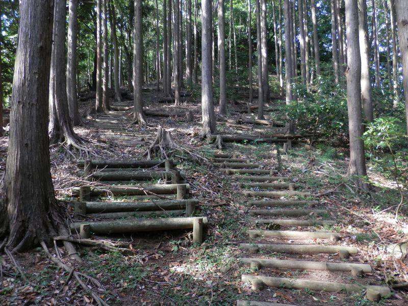 まずこんな植林帯を登る