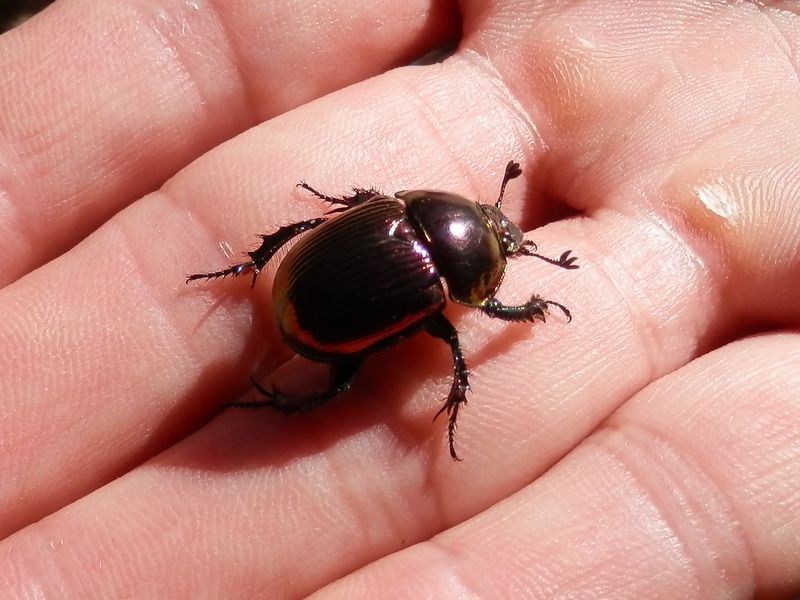 オオセンチコガネ