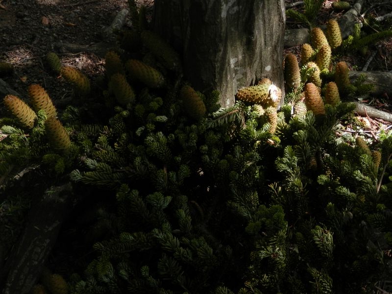 折れて落ちた、モミの枝