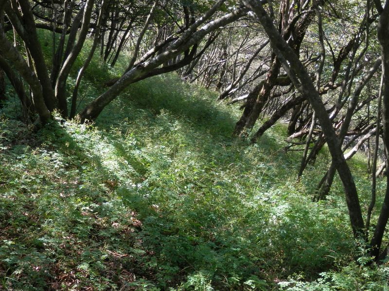 大山も、マツカゼソウの天下らしい