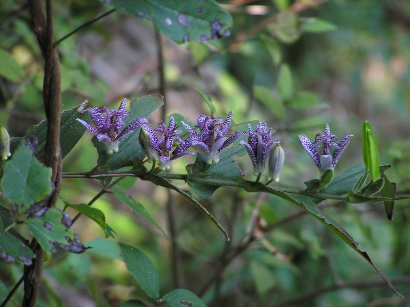 大山 -- ホトトギス