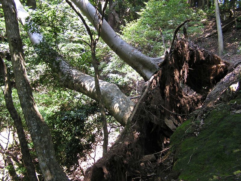 大山 -- 簡単には倒れないぞ