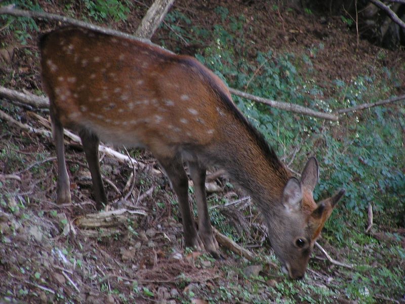 大山 -- 人馴れしているのかな？