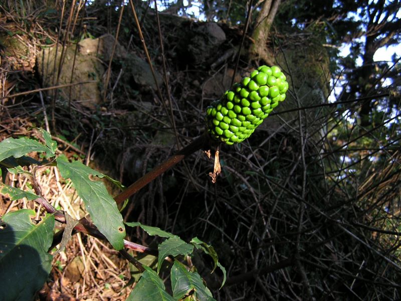 大山 -- 秋の日は短い