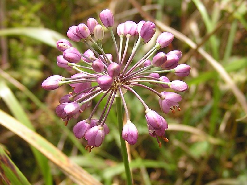 乙女高原 -- ヤマラッキョウ