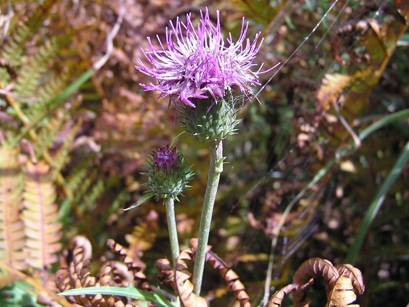 乙女高原 -- ノハラアザミは葉にトゲがある