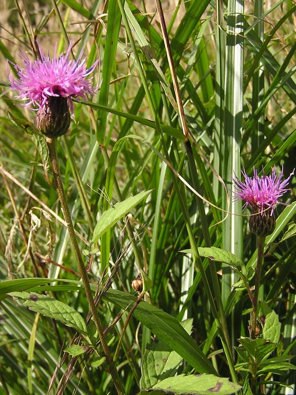 乙女高原 -- タムラソウは葉にトゲがない