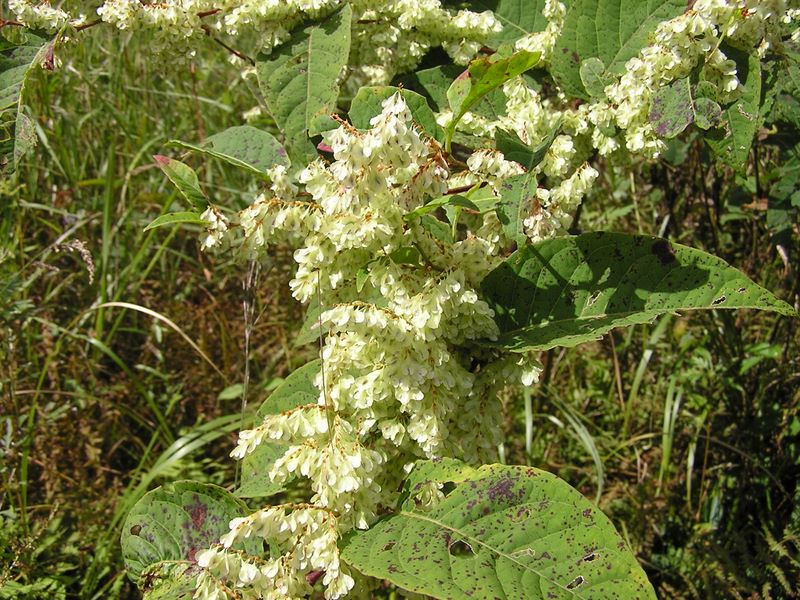 乙女高原 -- これは何でしょうか？