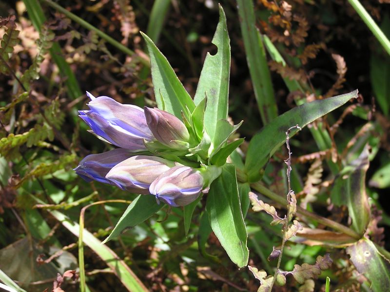 乙女高原 -- リンドウ