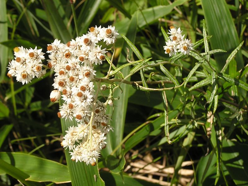 乙女高原 -- ヤマハハコ