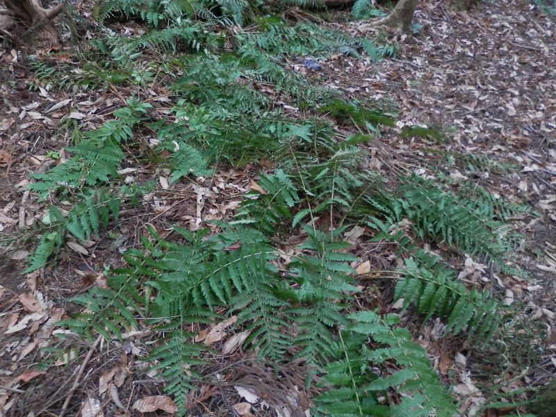 シダがジベタリアンになっている
