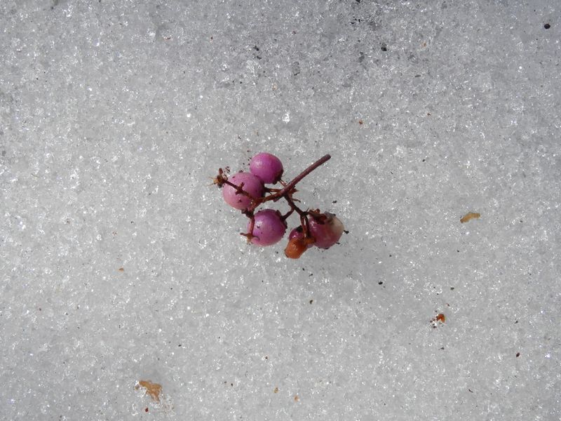 扇山 -- ムラサキシキブの実