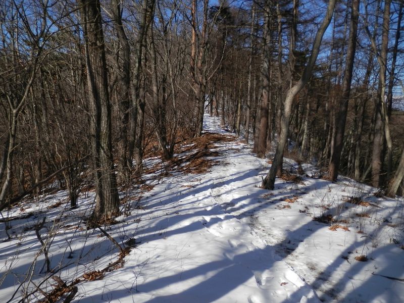 扇山の山頂までひたすら尾根上を登って行く