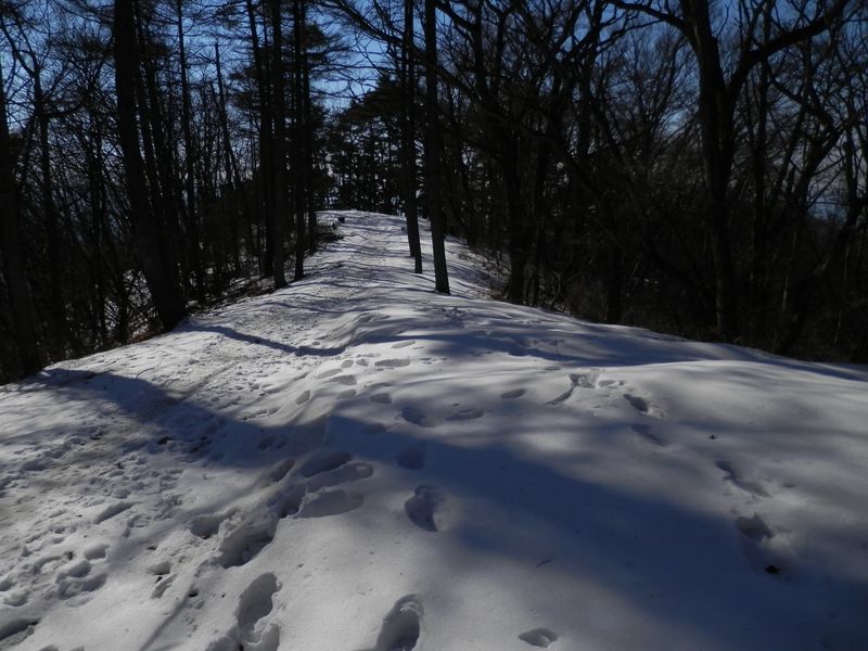 扇山 -- 登山路は踏み固められて歩きやすかった