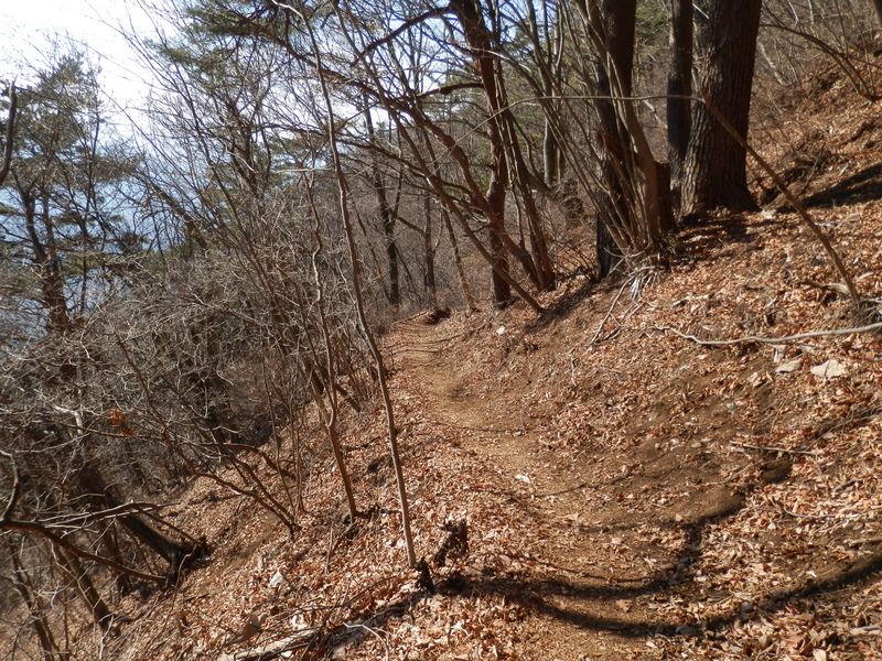 扇山 -- 暖かな雰囲気の道を下る