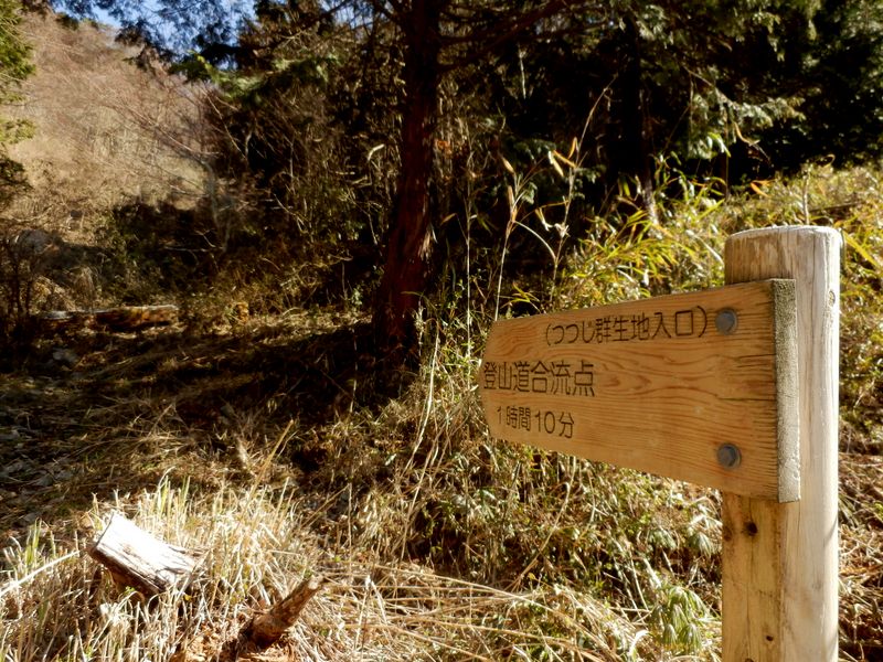 つつじ群生地入口