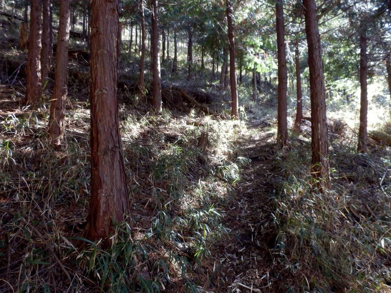 気持ちよく歩ける