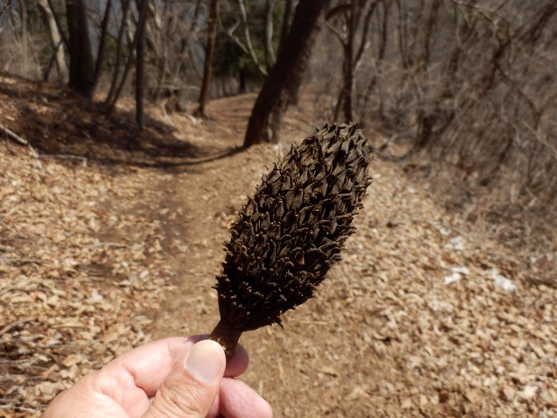 ホオノキが落とした