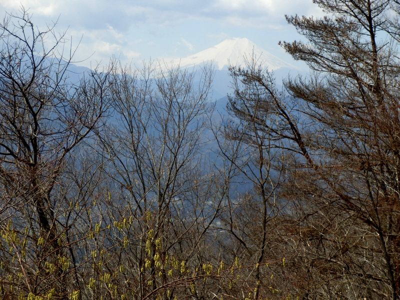 富士山とキブシ