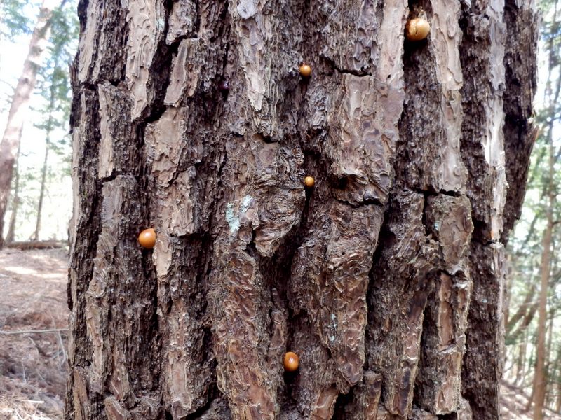 生きた松の木にキノコ